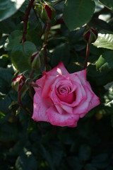 Pink and White Flower of Rose 'Grafin Sonja' in Full Bloom
