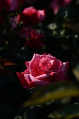 Pink and White Flower of Rose 'Grafin Sonja' in Full Bloom
