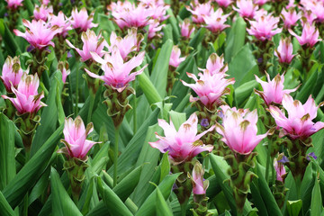Siam tulip flowers blooming in the garden