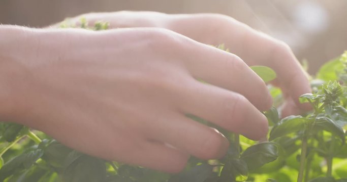 Closeup shot of female hands picking fresh basil leaves in a sunny garden.