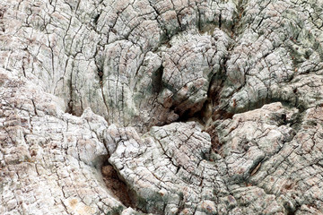 Surface of dry wood stump texture background.