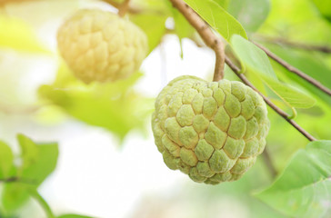 raw custard apple hanging on tree in organic fruit farm of local agriculture farmland