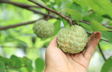 raw custard apple hanging on tree in organic fruit farm of local agriculture farmland