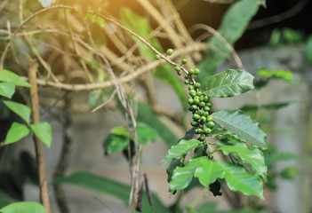raw green organic coffee bean in farm fron rainy season 