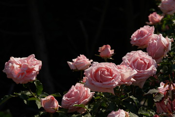Faint Pink Flower of Rose 'Hamamirai' in Full Bloom
