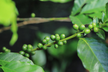 raw green organic coffee bean in farm fron rainy season 