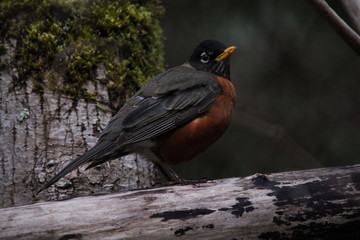 BC Robin