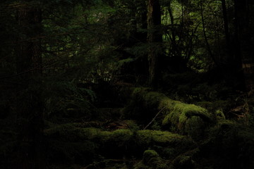 Fototapeta premium Mystical mossy forest