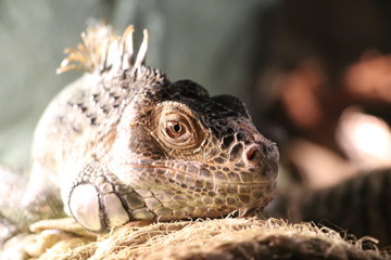 Iguana having a protective color on the branches of a tree