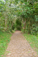 Stone path in the middle of the jungle