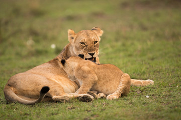 The lion is one of the four big cats and belongs to genus Panthera