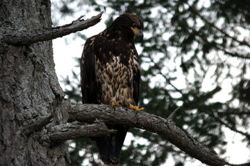 Juvenile eagle
