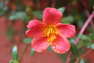 Focus on a red flower with the rain drops at Cu Chi Tunnels, Vietnam