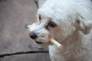 close up of a white dog