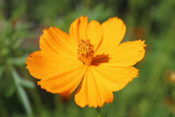 Focus on a yellow flower in sunny day near the Mekong River, Vietnam