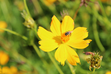 Honeybee on a yellow flower in sunny day near the Mekong River, Vietnam