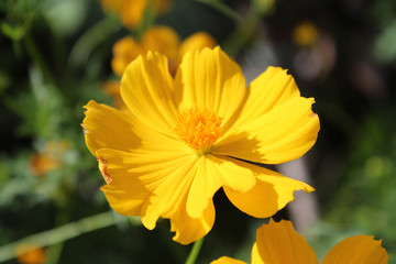 Focus on a yellow flower in sunny day near the Mekong River, Vietnam