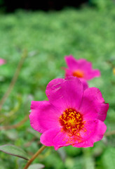 Obraz na płótnie Canvas Focus on a pink flower in sunny day near the Cu Chi Tunnels, Vietnam