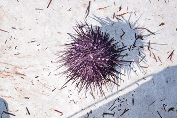 Large red sea urchin