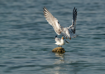 Terns are seabirds in the family Sternidae