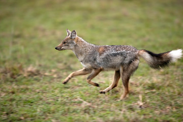 The black-backed jackal is also known as the silver-backed jackal