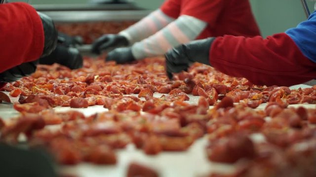 dried tomato production line. tomato production line. Modern High-Tech Pickled Tomato Production Line A. Original view of some red tomatoes moving fast on a modern conveyor line in a tomato processing