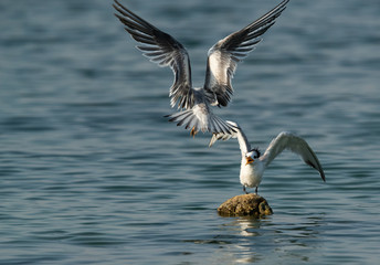 Terns are seabirds in the family Sternidae