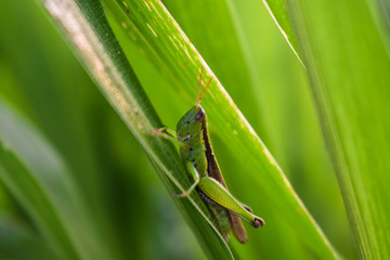green, grasshopper, insect, nature, background, animal, macro, closeup, bug, wildlife, wild, white, grass, isolated, locust, antenna, one, summer, side, invertebrate, color, cricket, view, plant, pest