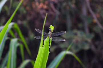 macro, dragonfly, nature, closeup, insect, gras, detail, wing, green, background, close, animal, fly, damselfly, beauty, blue, beautiful, bug, summer, outdoor, brown, resting, dragon, wildlife, wild, 