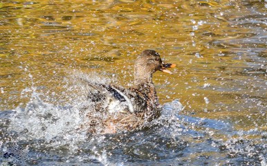 Canard colvert femelle