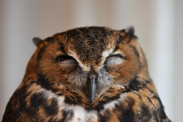 Sleepy Owl