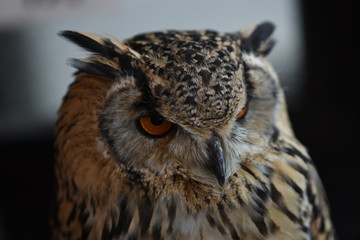 Closed up great horned owl