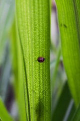 small, ladybug, bug, insect, red, nature, spring, summer, ladybird, animal, beetle, wildlife, isolated, white, black, natural, beauty, background, design, fly, cute, illustration, lady, garden, color,