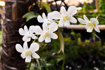 Fototapeta na wymiar plain white orchid