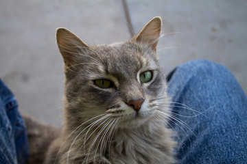 Gato