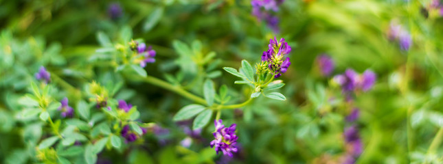Alfalfa bloomed in the field.
