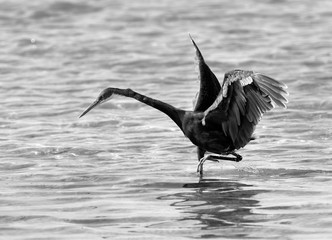 The western reef heron is also called the western reef egret