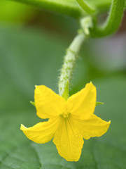 キュウリの雌花