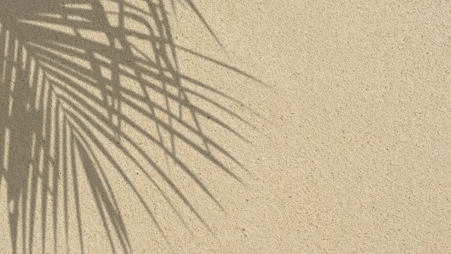 sand and palm leaf