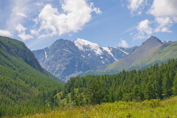 Obraz premium landscape beautiful snow top of Mount Altai with meadow grass and flowers 