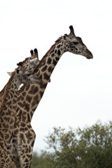 Naklejka premium Giraffe is the tallest living terrestrial animal