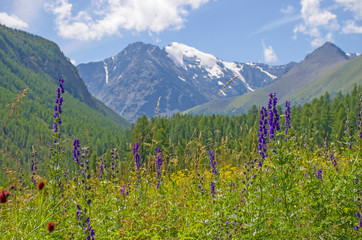 landscape beautiful mountains Altai with meadow grass and flowers
