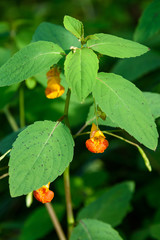 Spotted Jewelweed blooming on a sunny day, plant on Washington State noxious weed list
