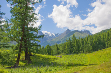 Fototapeta na wymiar landscape beautiful mountains Altai with meadow grass and flowers 