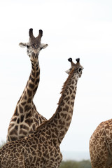 Giraffe is the tallest living terrestrial animal
