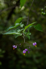 Climbing Nightshade blooming in woodland shade, generally considered a weed
