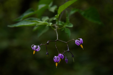 Climbing Nightshade blooming in woodland shade, generally considered a weed
