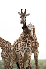 Giraffe is the tallest living terrestrial animal