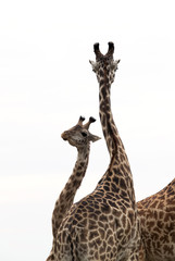 Giraffe is the tallest living terrestrial animal