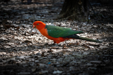 Australian King Parrot in the wild